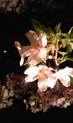 Image319.jpg